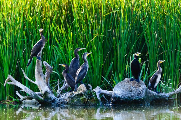 Danube Delta cormorants